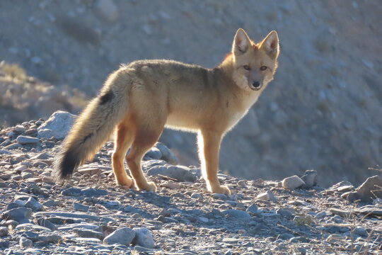 Wild Andean Fox Glowing in Warm Evening Light