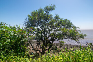 Fototapeta premium View of Costanera Sur Reserve - Buenos Aires, Argentina