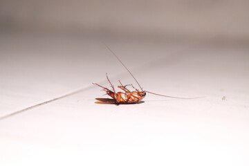 Cockroach - Close up detail of cockroach upside down on the floor