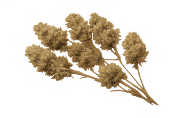 Dried pampas grass plumes creating a natural decorative bouquet, featuring fluffy beige botanical elements on transparent background