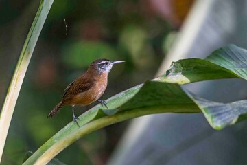 A mostly brown bird with a large beak is perched on a leaf's stem.