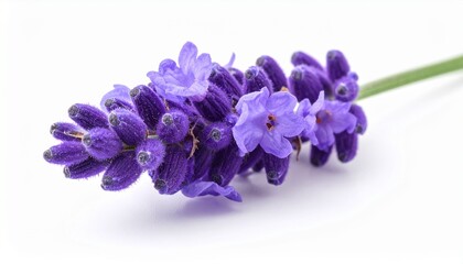 Naklejka premium Violetter Lavendel – mediterrane Ruhe