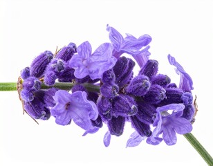 Naklejka premium Violetter Lavendel – mediterrane Ruhe