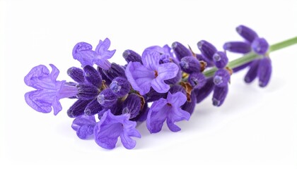 Naklejka premium Violetter Lavendel – mediterrane Ruhe