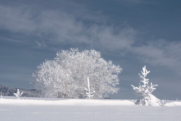 snow covered trees