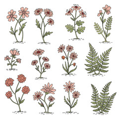 A collection of delicate hand-drawn botanical vector illustrations featuring an assortment of wildflowers and ferns, perfect for nature-themed designs