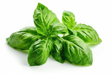 Fototapeta premium Vibrant basil leaves create a burst of fresh green against a clean white backdrop