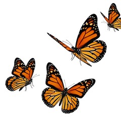 Fototapeta premium Artistic rendering of three Monarch butterflies displaying brilliant orange hues and realistic wing details during active aerial flight.