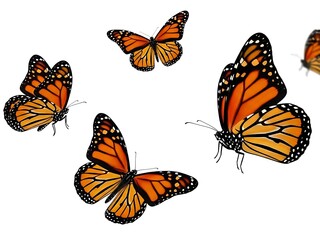 Fototapeta premium Elegant Monarch butterflies showcasing intricate wing patterns while fluttering in a dynamic group composition over a white space.