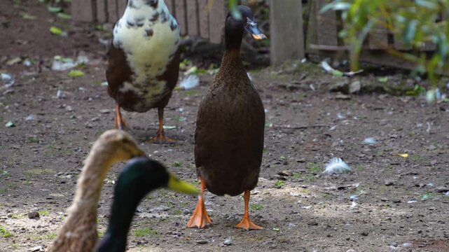 Close up of an indian runner duck standing in the shade and looking around on a sunny spring day