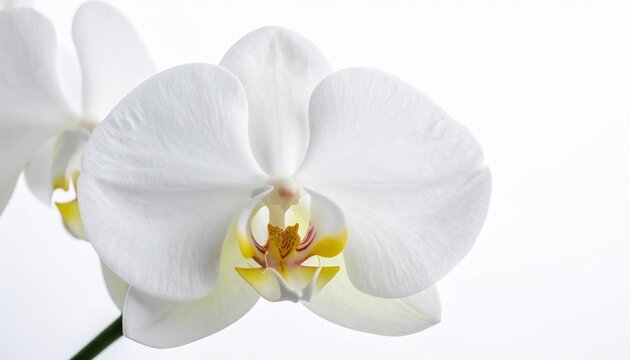 Wei&szlig;e Orchidee &ndash; edle Zur&uuml;ckhaltung