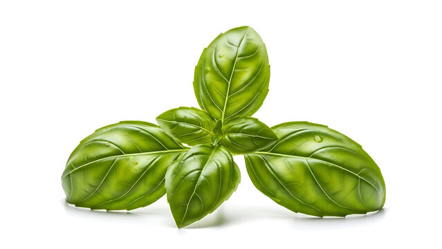 Fresh green basil leaves with glistening water droplets isolated on a pure white background for professional commercial use.