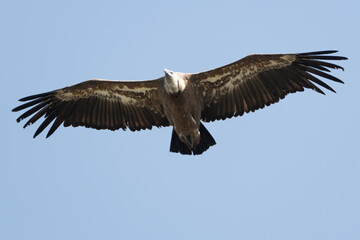 Obraz premium Griffon vulture soaring with wide wings against blue sky