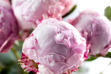 a beautiful bouquet of large pink peony buds in close-up, background of gardening
