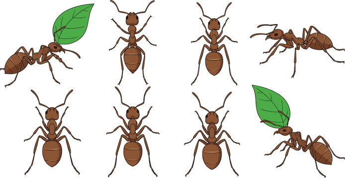 Ant insect vector illustration set showing worker ants carrying leaves isolated on white background