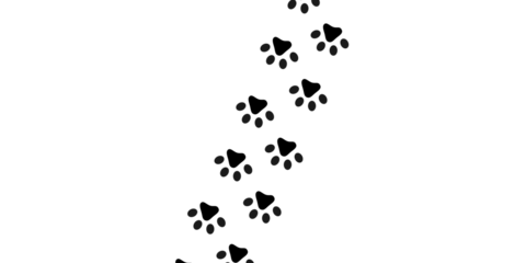 Angled Trail of Animal Paw Prints on White, Nature Walk Illustration