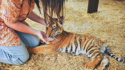 Zookeeper taking care of a beautiful tiger cub