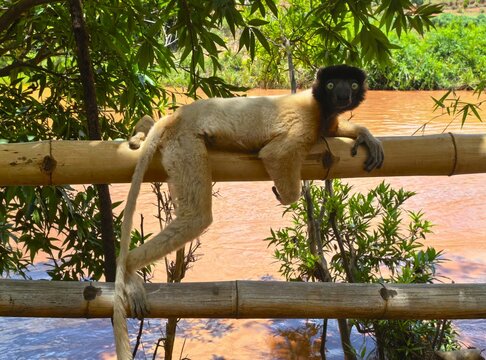 An Indri Lemur in Madagascar.