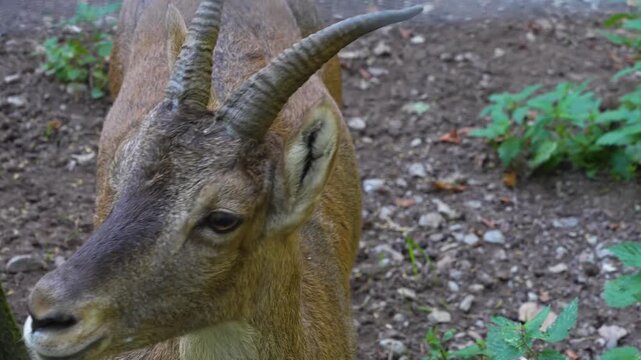 Close up of a female Alpine ibex Capricorn moving around a forest on sunny spring day