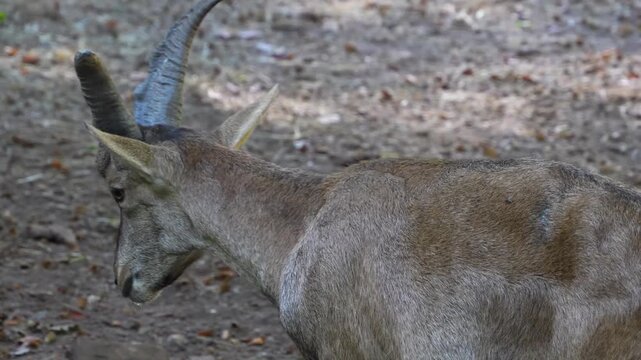 Close up of a female Alpine ibex Capricorn moving around a forest on sunny spring day