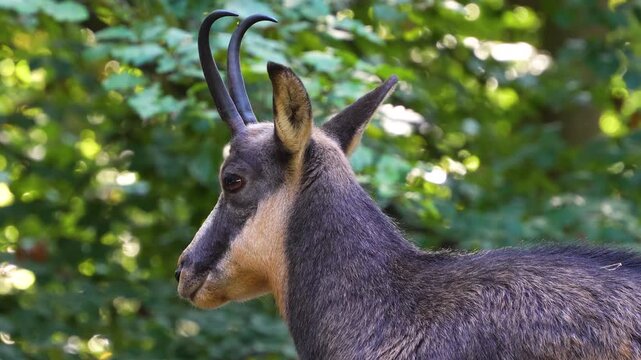 Close up of chamois goat-antelope standing and looking around a forest on a sunny spring day