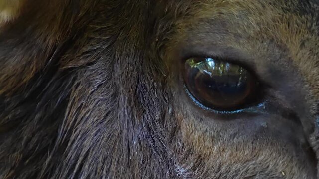Close up of an altai deer buck head and eye watching in the woods on a sunny spring day
