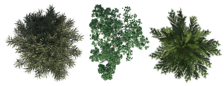 Top view set of three different trees isolated for landscape architecture and site plan design