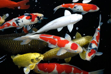 Overhead view of koi carps swimming in pond