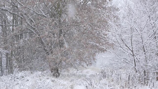 Snow-covered forest landscape during active snowfall in winter. Calm atmospheric nature video showing trees, branches, and seasonal wilderness scenery.
