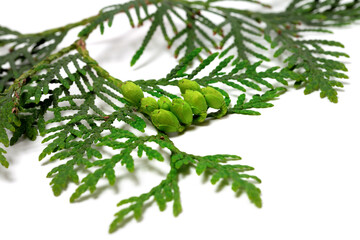 Twig of thuja with green cones isolated on white background