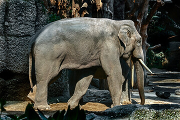 Asian elephant walking in its enclosure. Latin name - Elephas maximus