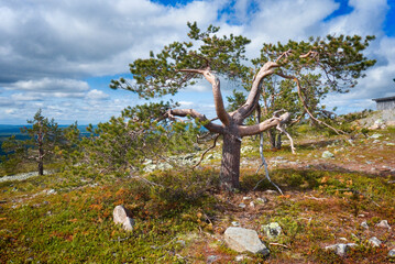 The largest Finnish ski resort in Levi