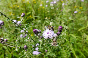 Biene best&auml;ubt eine Distelbl&uuml;te auf einer Wiese