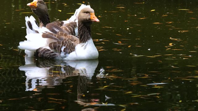 Close up of a grey geese swimming on  a pond on a sunny summer day and looking around in slow motion