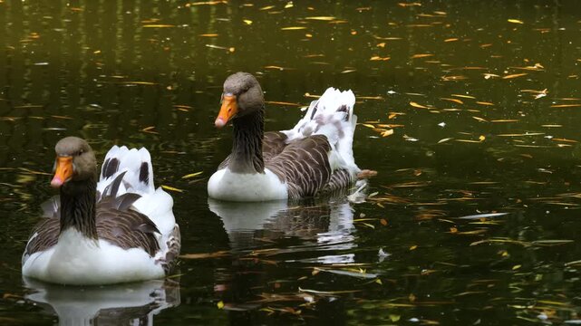 Close up of a grey geese swimming on  a pond on a sunny summer day and looking around in slow motion
