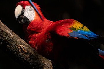 Scarlet Macaw gets a close up head shot protrait in the tropical rainforests of Costa Rica