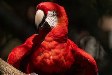 Scarlet Macaw gets a close up head shot protrait in the tropical rainforests of Costa Rica