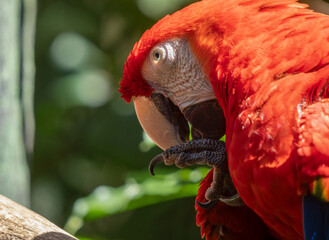 Scarlet Macaw gets a close up head shot protrait in the tropical rainforests of Costa Rica