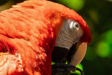 Scarlet Macaw gets a close up head shot protrait in the tropical rainforests of Costa Rica