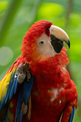 Scarlet Macaw gets a close up head shot protrait in the tropical rainforests of Costa Rica