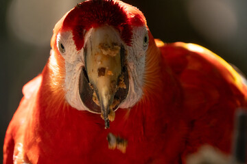 Scarlet Macaw gets a close up head shot protrait in the tropical rainforests of Costa Rica