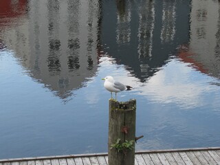 Trondheim, M&ouml;we am Nidelva, mit Spiegelung alter Holzh&auml;user