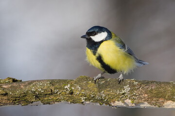 Fototapeta premium Great Tit (Parus major) Ruffled Feathers in Strong Wind. Yellow bird. Winter weather. 
