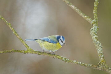 Eurasian Blue Tit (Cyanistes caeruleus) Perched on Mossy Branch in Winter &mdash; Common bird Species in the Czech Republic