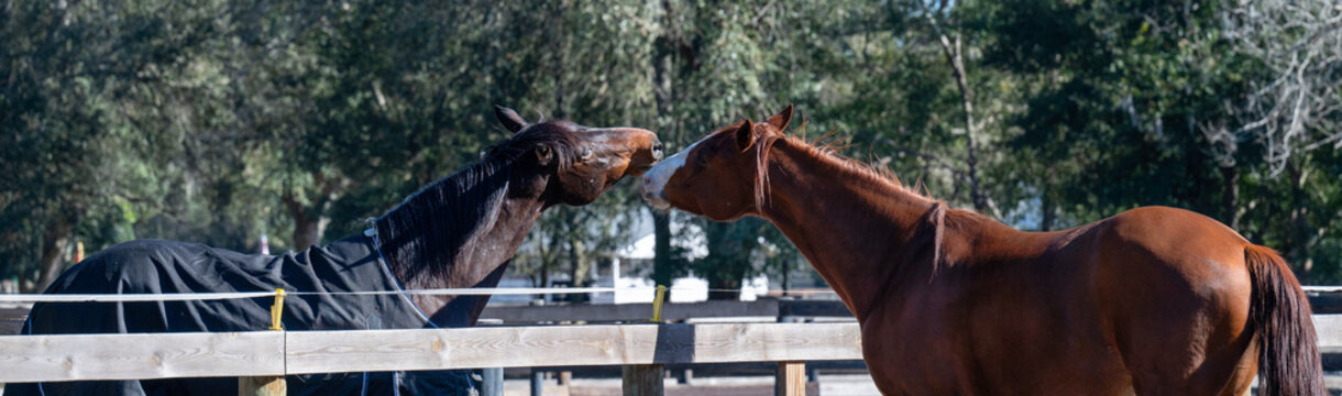Two funny horses playing together