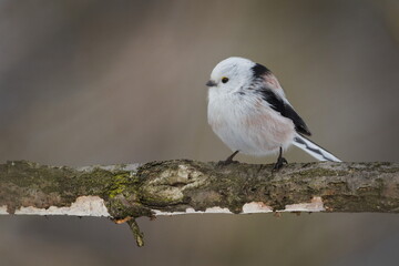 Long-tailed Tit (Aegithalos caudatus) Perched on Branch Isolated on Clean Background &mdash; Common bird Species in the Czech Republic
