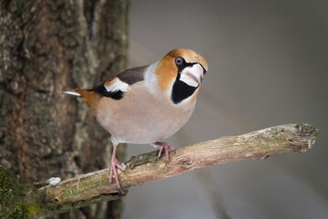 Hawfinch (Coccothraustes coccothraustes) adult perched on branch in winter. Common bird in the Czech republic.