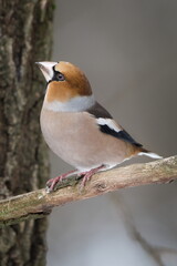 Hawfinch (Coccothraustes coccothraustes) adult perched on branch in winter. Common bird in the Czech republic.