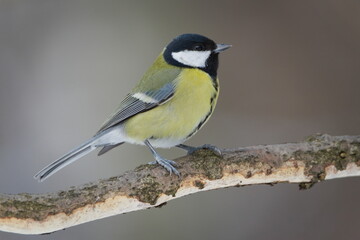 Great Tit (Parus major) Adult Perched on Branch in Winter &mdash; Common bird Species in the Czech Republic	