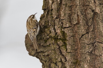 Eurasian Treecreeper (Certhia familiaris) Climbing on Tree Trunk in Winter &mdash; Common bird Species in the Czech Republic